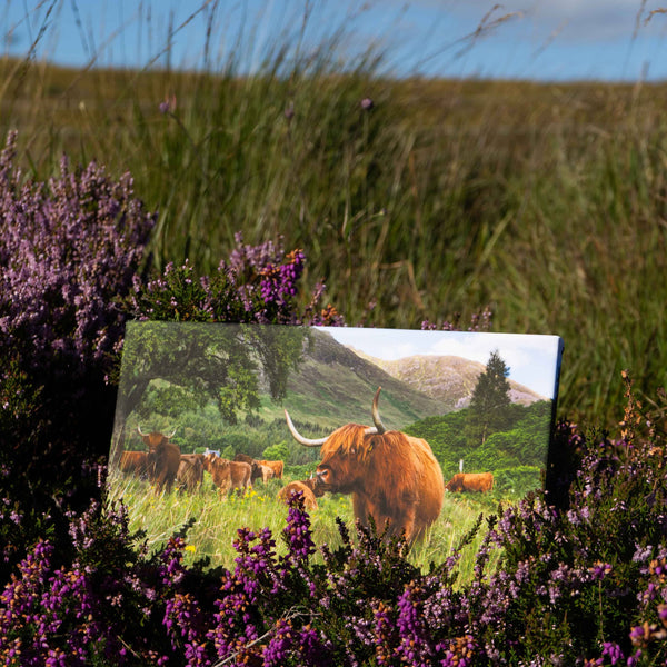 Applecross Photographic Gallery Image Highland Coo, Applecross Wildlife, Photographed By Jack Marris Highland Coo, Applecross Wildlife, Photographed By Jack Marris