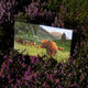 Applecross Photographic Gallery Image Highland Coo, Applecross Wildlife, Photographed By Jack Marris Highland Coo, Applecross Wildlife, Photographed By Jack Marris