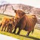 Applecross Photographic Gallery Image Medium Print 24"x16" Bonnie Twins, Applecross Wildlife Bonnie Twins, Applecross Wildlife