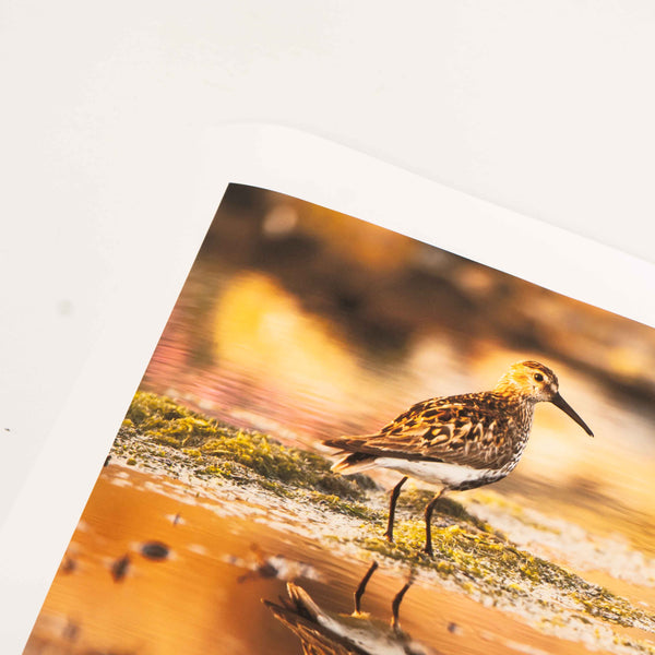 Applecross Photographic Gallery Image Medium Print 24"x16" Dunlin, Applecross Wildlife Dunlin, Applecross Wildlife