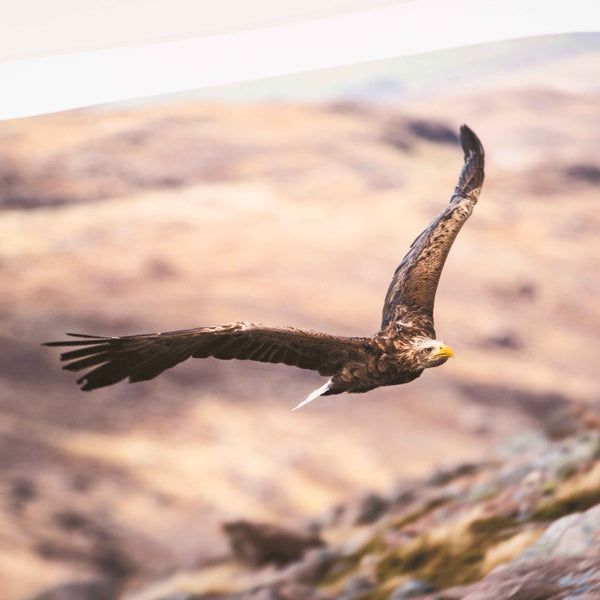 Applecross Photographic Gallery Image Medium Print 24"x16" White Tailed Eagle, Applecross Wildlife White Tailed Eagle, Applecross Wildlife