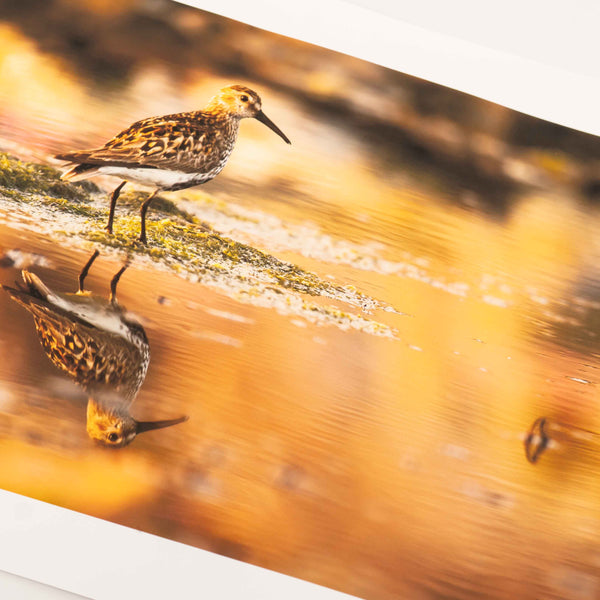 Applecross Photographic Gallery Image Small Print 12"x8" Dunlin, Applecross Wildlife Dunlin, Applecross Wildlife