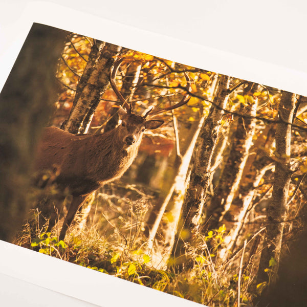 Applecross Photographic Gallery Image Small Print 12"x8" Faoilinn Stag, Applecross Wildlife Faoilinn Stag, Applecross Wildlife