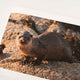 Applecross Photographic Gallery Image Small Print 12"x8" Otter, Applecross Wildlife Otter, Applecross Wildlife