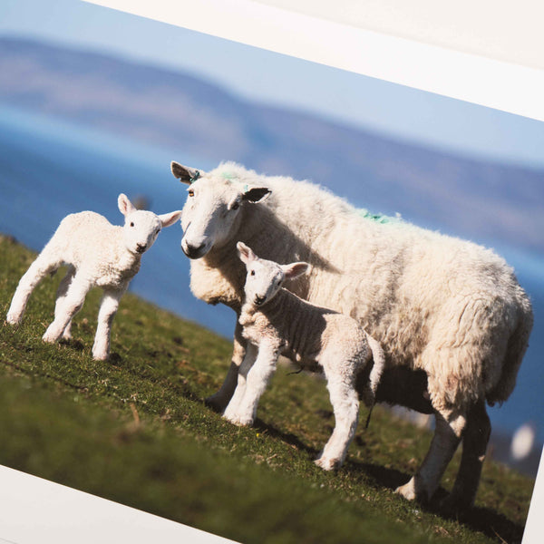 Applecross Photographic Gallery Image Small Print 12"x8" Twin Lambs, Applecross Wildlife Twin Lambs, Applecross Wildlife