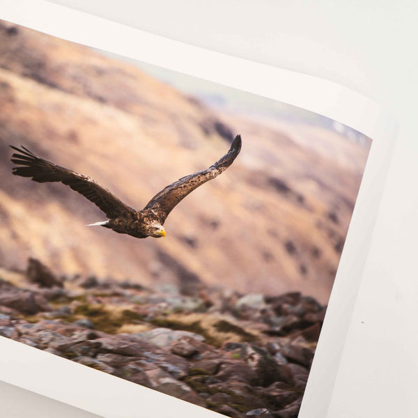 Applecross Photographic Gallery Image Small Print 12"x8" White Tailed Eagle, Applecross Wildlife White Tailed Eagle, Applecross Wildlife