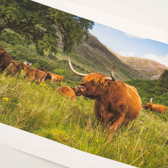 Applecross Photographic Gallery Image Small Print 13.5"x8" Highland Coo, Applecross Wildlife Highland Coo, Applecross Wildlife