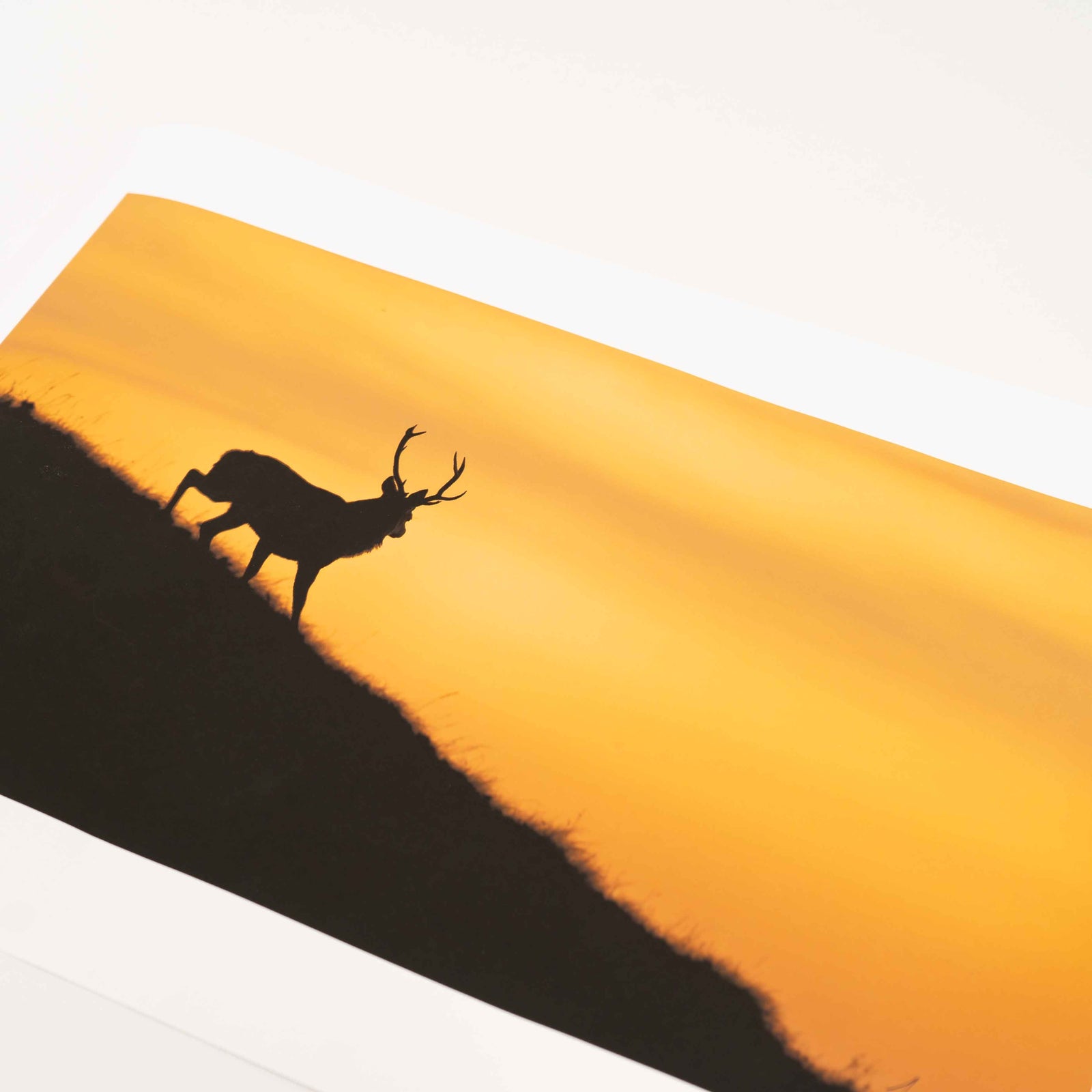 Applecross Photographic Gallery Image Small Print 13.5"x8" Torgarve Stag, Applecross Wildlife Torgarve Stag, Applecross Wildlife