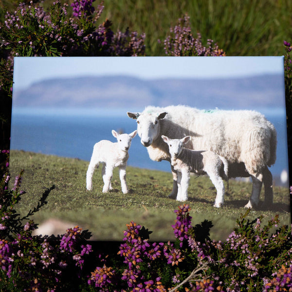 Applecross Photographic Gallery Image Twin Lambs, Applecross Wildlife, Photographed By Jack Marris Twin Lambs, Applecross Wildlife, Photographed By Jack Marris