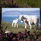 Applecross Photographic Gallery Image Twin Lambs, Applecross Wildlife, Photographed By Jack Marris Twin Lambs, Applecross Wildlife, Photographed By Jack Marris