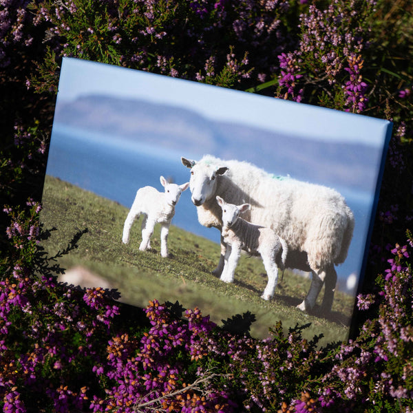 Applecross Photographic Gallery Image Twin Lambs, Applecross Wildlife, Photographed By Jack Marris Twin Lambs, Applecross Wildlife, Photographed By Jack Marris