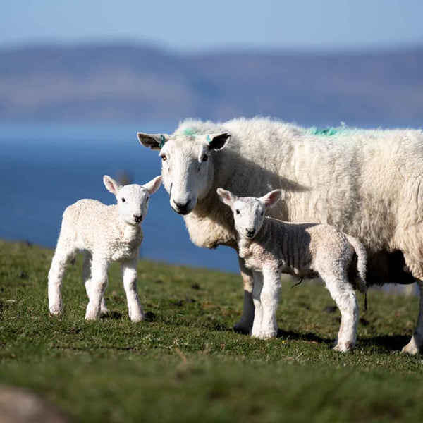 Applecross Photographic Gallery Image Twin Lambs, Applecross Wildlife, Photographed By Jack Marris Twin Lambs, Applecross Wildlife, Photographed By Jack Marris