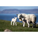 Applecross Photographic Gallery Image Twin Lambs, Applecross Wildlife, Photographed By Jack Marris Twin Lambs, Applecross Wildlife, Photographed By Jack Marris