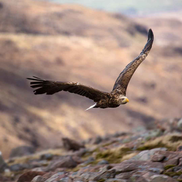 Applecross Photographic Gallery Image White Tailed Eagle, Applecross Wildlife, Photographed By Jack Marris White Tailed Eagle, Applecross Wildlife, Photographed By Jack Marris