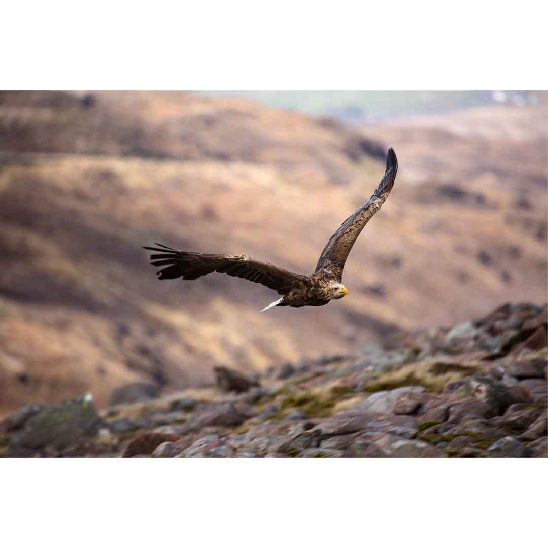 Applecross Photographic Gallery Image White Tailed Eagle, Applecross Wildlife, Photographed By Jack Marris White Tailed Eagle, Applecross Wildlife, Photographed By Jack Marris